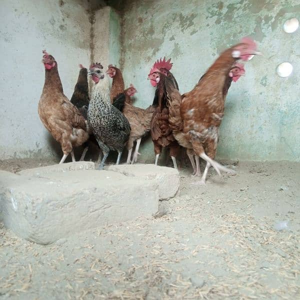 Hens || Desi Murgian || Desi Hens || Organic Hens 7