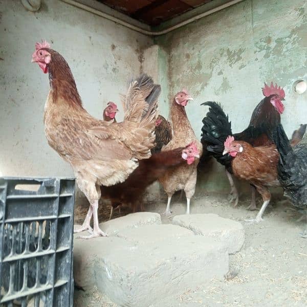 Hens || Desi Murgian || Desi Hens || Organic Hens 8