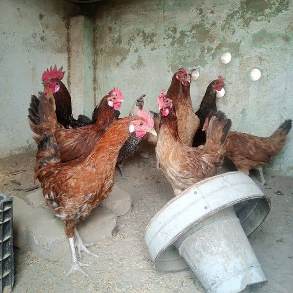 Hens || Desi Murgian || Desi Hens || Organic Hens 9