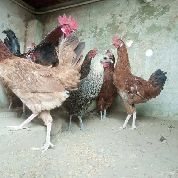 Hens || Desi Murgian || Desi Hens || Organic Hens 10