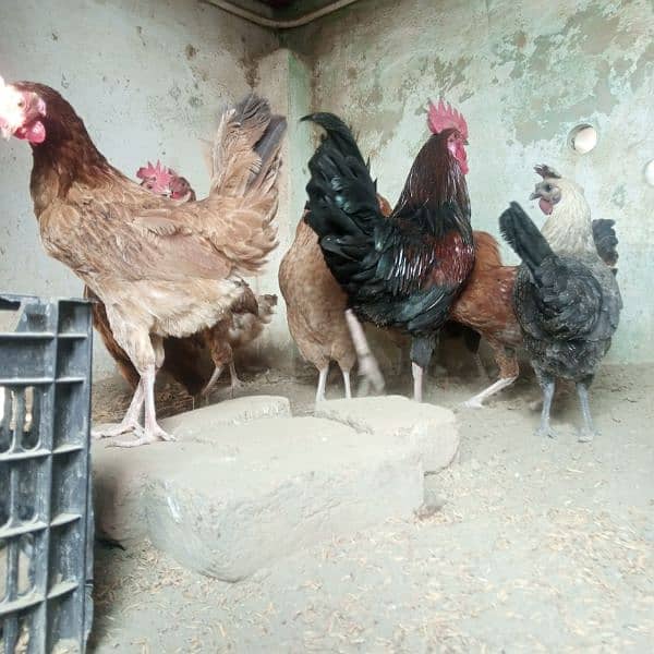 Hens || Desi Murgian || Desi Hens || Organic Hens 11