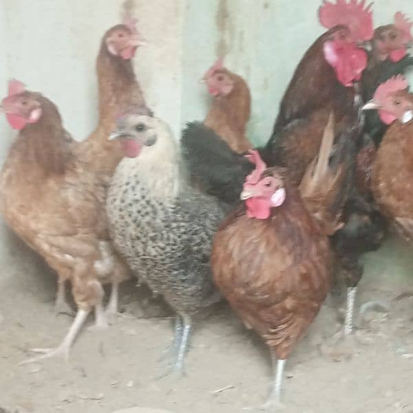 Hens || Desi Murgian || Desi Hens || Organic Hens 12