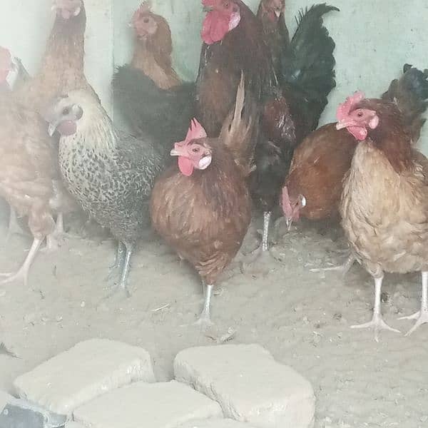 Hens || Desi Murgian || Desi Hens || Organic Hens 13