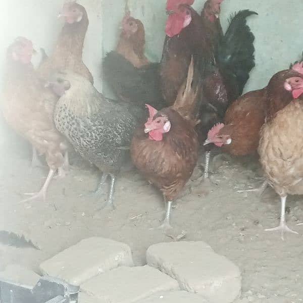 Hens || Desi Murgian || Desi Hens || Organic Hens 14