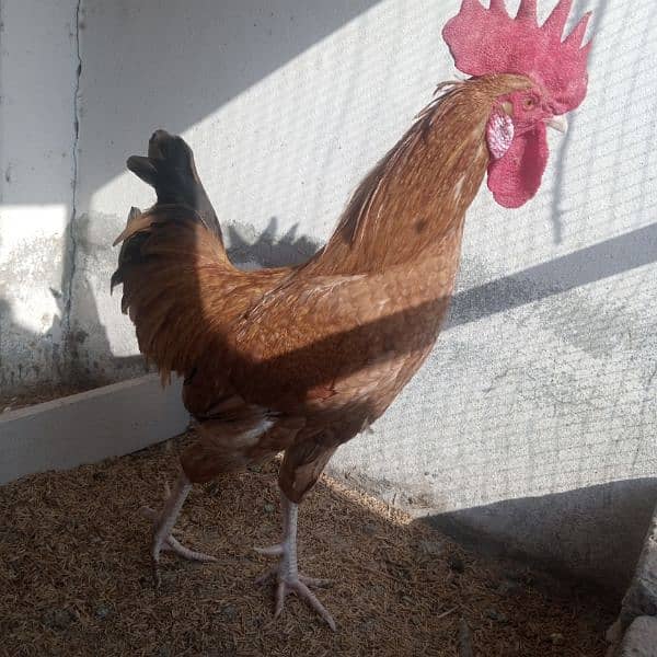 Hens || Desi Murgian || Desi Hens || Organic Hens 15