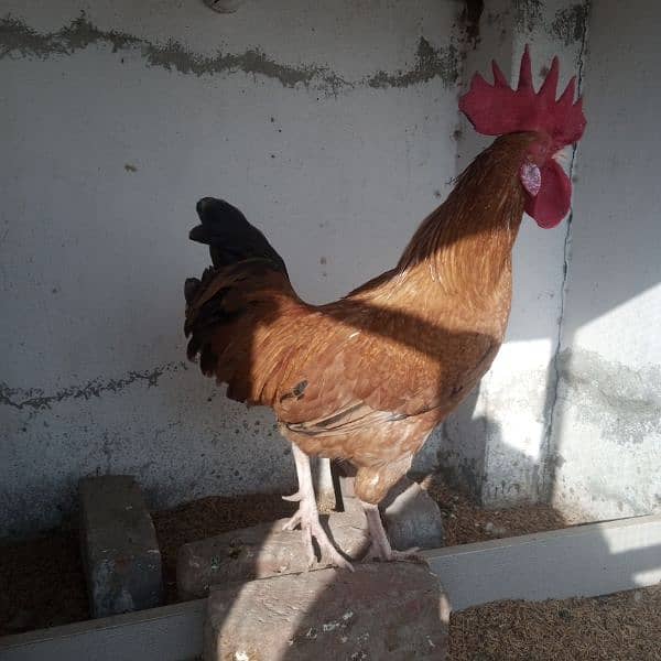 Hens || Desi Murgian || Desi Hens || Organic Hens 18