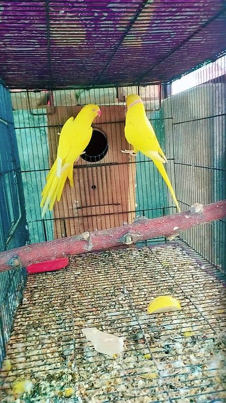 Yellow ringneck 0