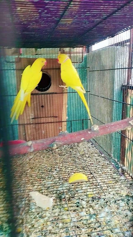 Yellow ringneck 1