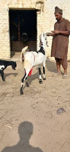 goat | Desi bakri | Nagra beetal | bakra | بکری | gaban