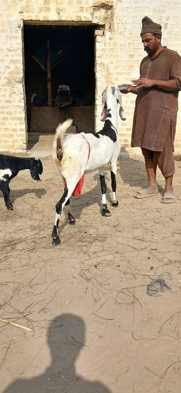 Beetal goat / goat l bakri / desi bakri 1