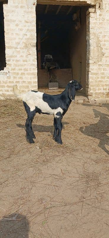 Beetal goat / goat l bakri / desi bakri 2