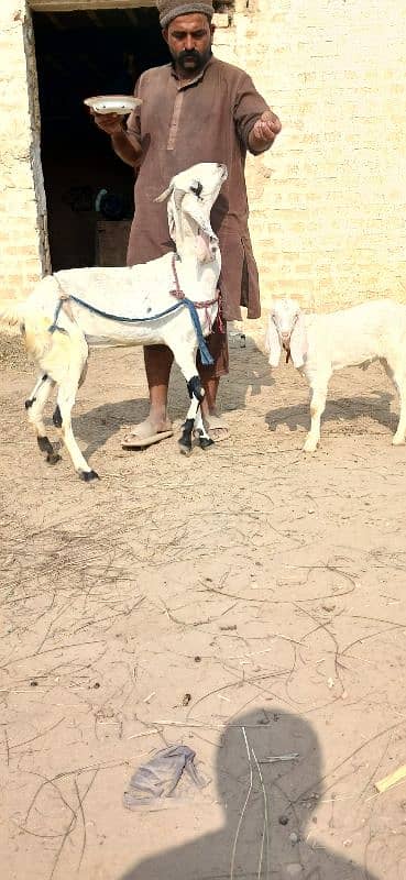 Beetal goat / goat l bakri / desi bakri 6