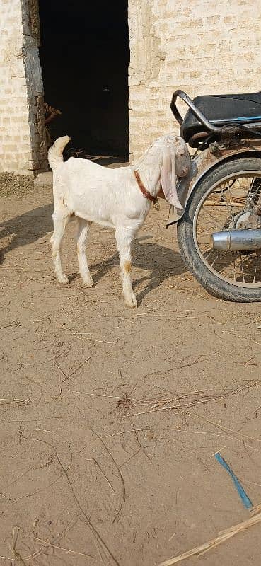 Beetal goat / goat l bakri / desi bakri 8