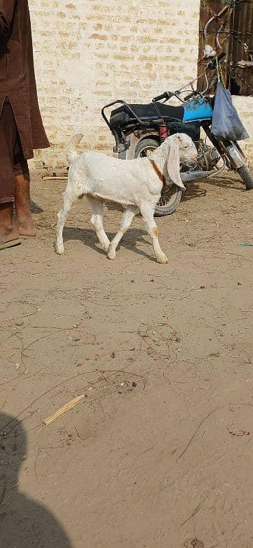 Beetal goat / goat l bakri / desi bakri 10