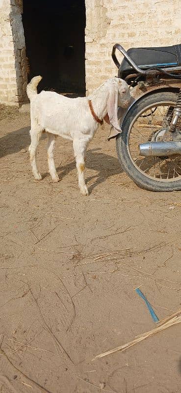 Beetal goat / goat l bakri / desi bakri 12