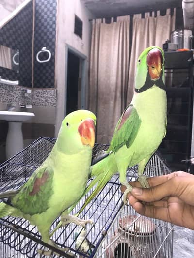 Kashmiri Raw full size tame pair for sale urgent