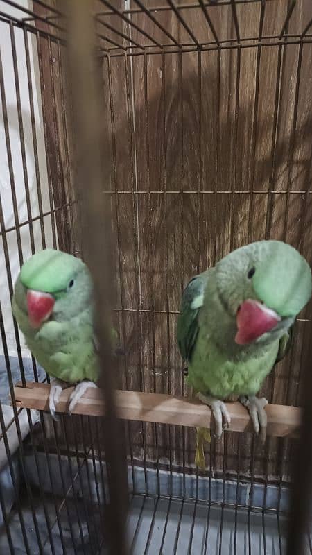 raw kashmiri parrot pathay for sale 0