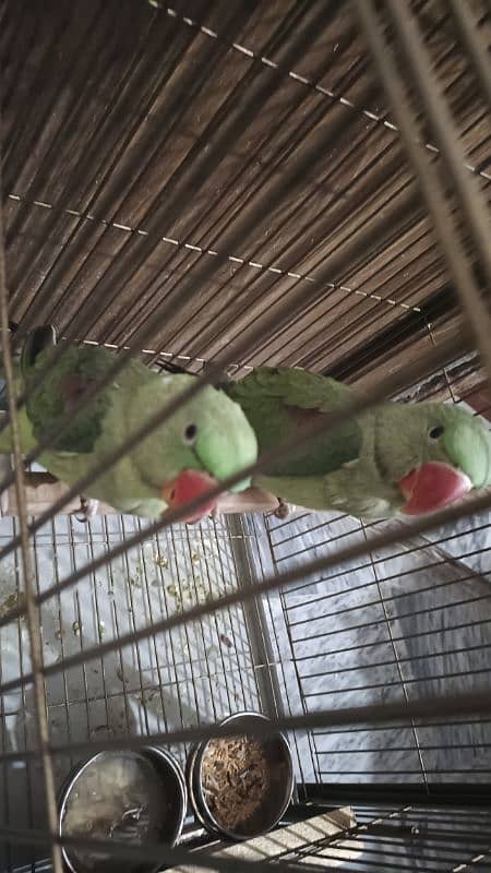 raw kashmiri parrot pathay for sale 1