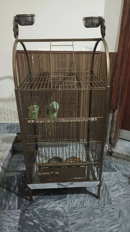 raw kashmiri parrot pathay for sale 2