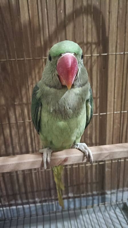 raw kashmiri parrot pathay for sale 3