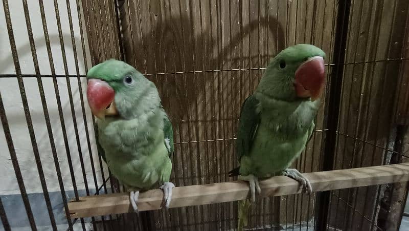 raw kashmiri parrot pathay for sale 4