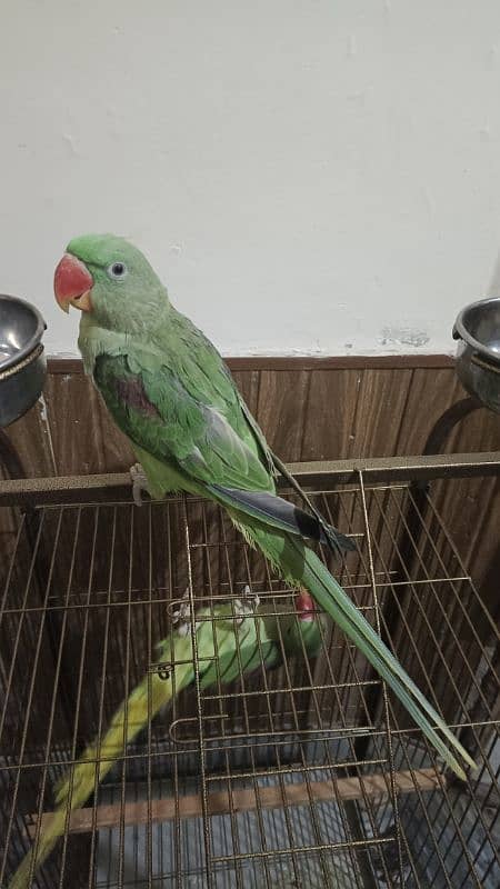 raw kashmiri parrot pathay for sale 5