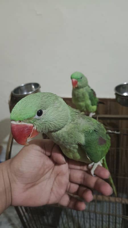 raw kashmiri parrot pathay for sale 6