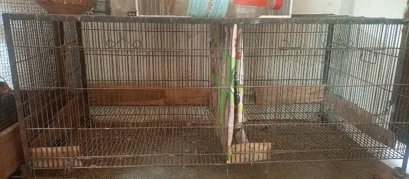 Pinjra, budgies, cages, cocktail, Love bird, Thai aseel 7