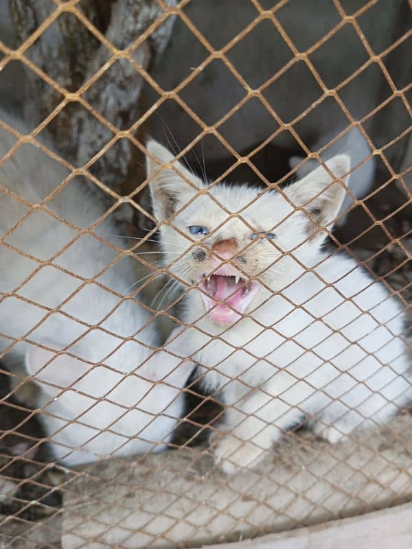 Persian kittens for sale blue eyes 4