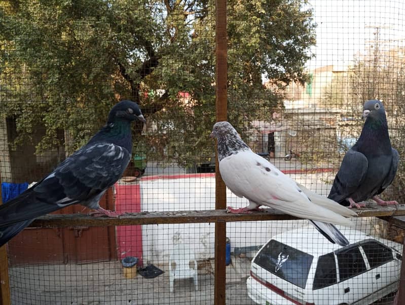 kabuter | kaboter | kabutar | kabotar | kabooter | kabootar | Pigeons 12