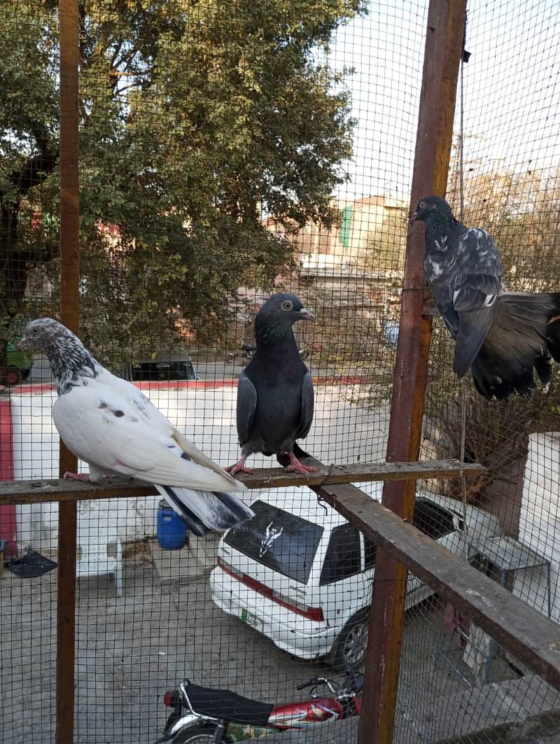 kabuter | kaboter | kabutar | kabotar | kabooter | kabootar | Pigeons 1