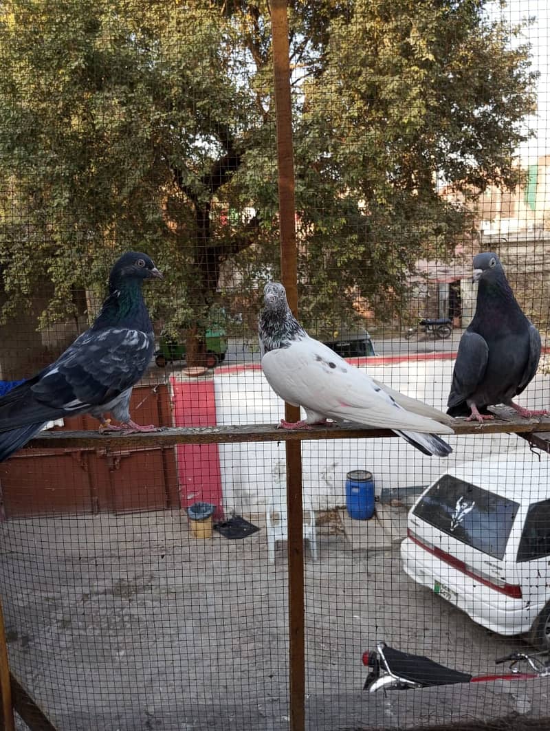 kabuter | kaboter | kabutar | kabotar | kabooter | kabootar | Pigeons 2