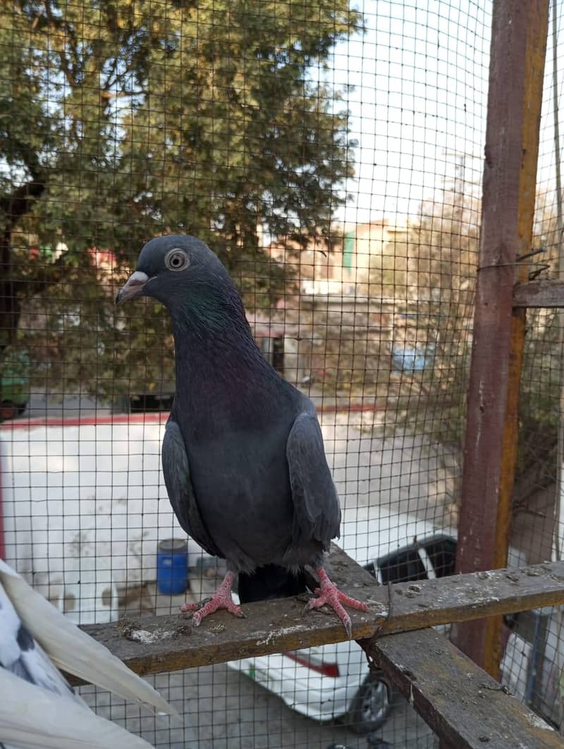 kabuter | kaboter | kabutar | kabotar | kabooter | kabootar | Pigeons 3