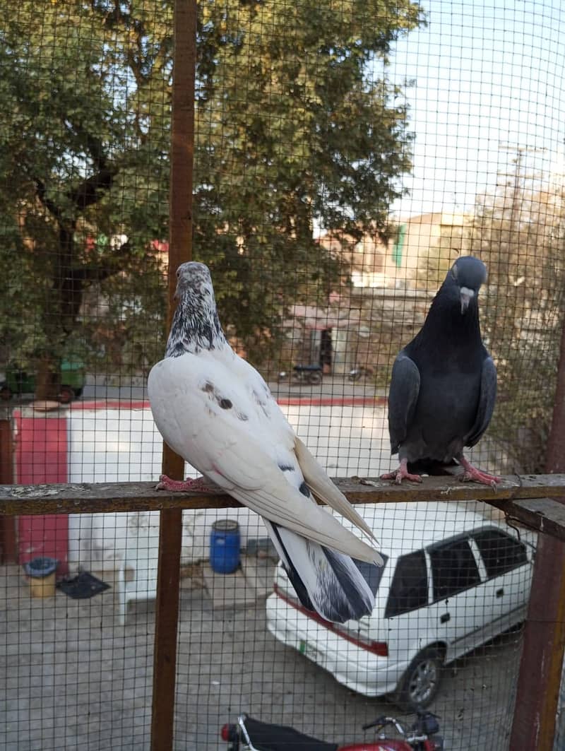 kabuter | kaboter | kabutar | kabotar | kabooter | kabootar | Pigeons 4