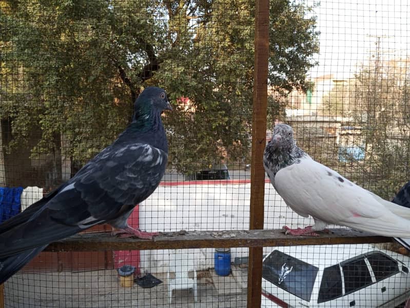 kabuter | kaboter | kabutar | kabotar | kabooter | kabootar | Pigeons 6