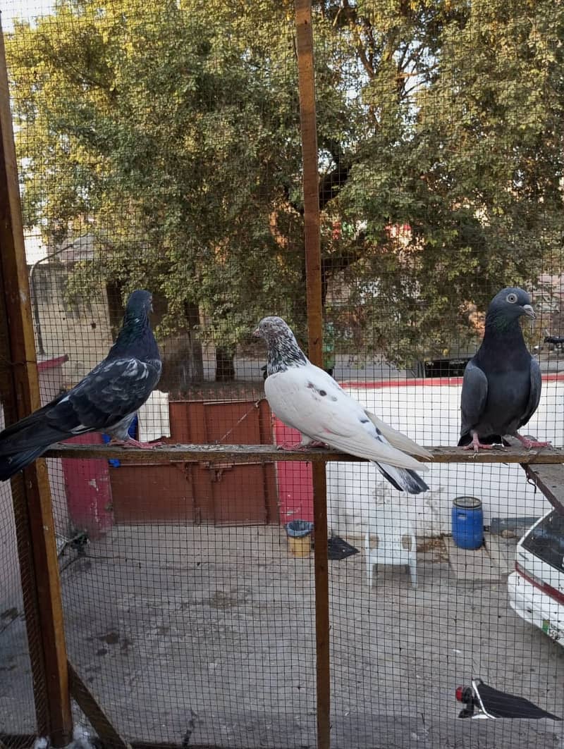 kabuter | kaboter | kabutar | kabotar | kabooter | kabootar | Pigeons 7