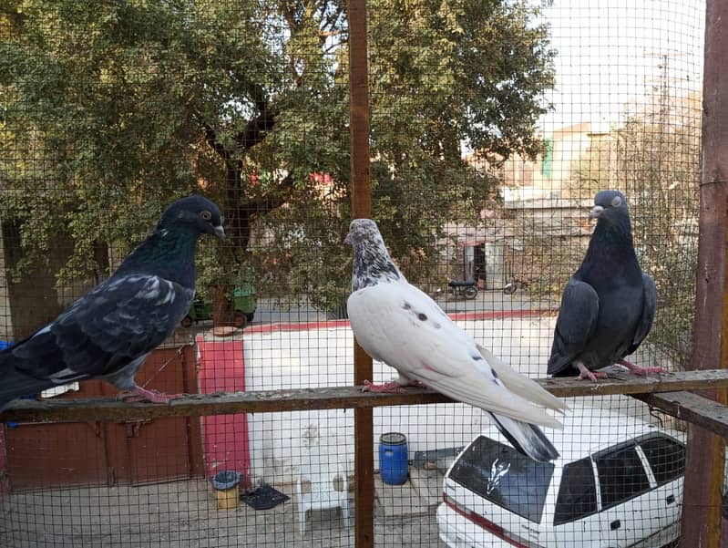 kabuter | kaboter | kabutar | kabotar | kabooter | kabootar | Pigeons 9