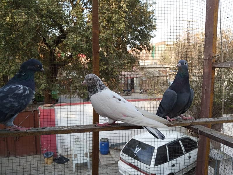 kabuter | kaboter | kabutar | kabotar | kabooter | kabootar | Pigeons 10