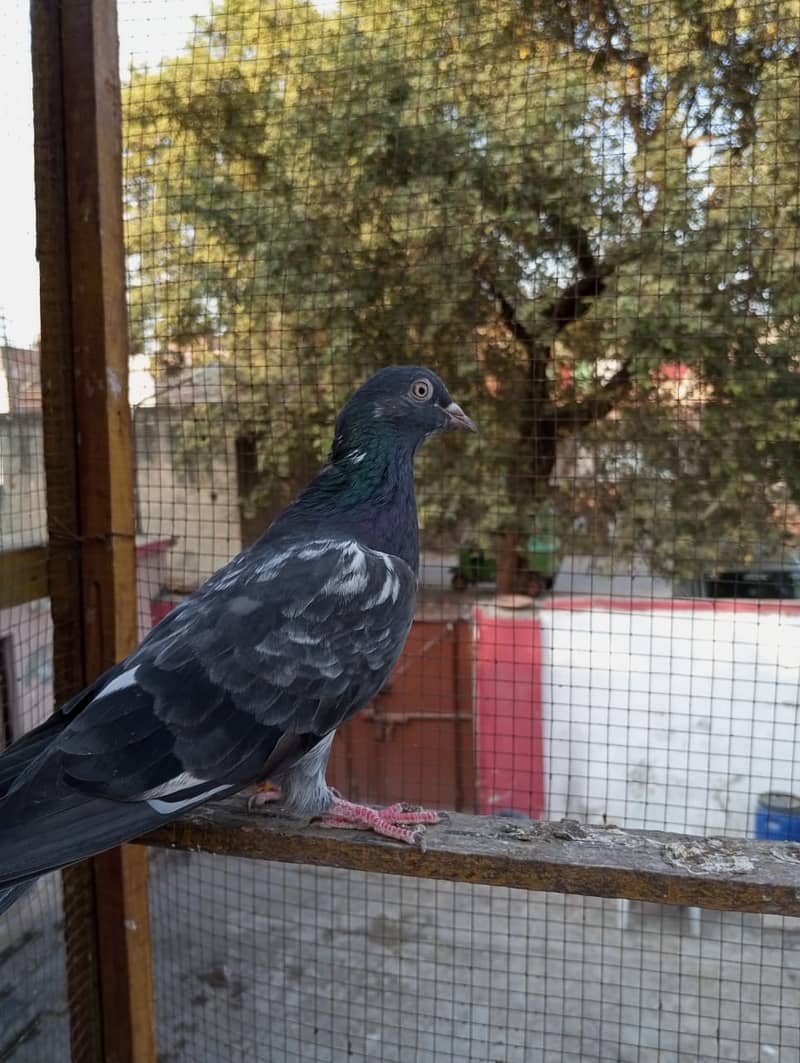 kabuter | kaboter | kabutar | kabotar | kabooter | kabootar | Pigeons 11