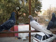 kabuter | kaboter | kabutar | kabotar | kabooter | kabootar | Pigeons