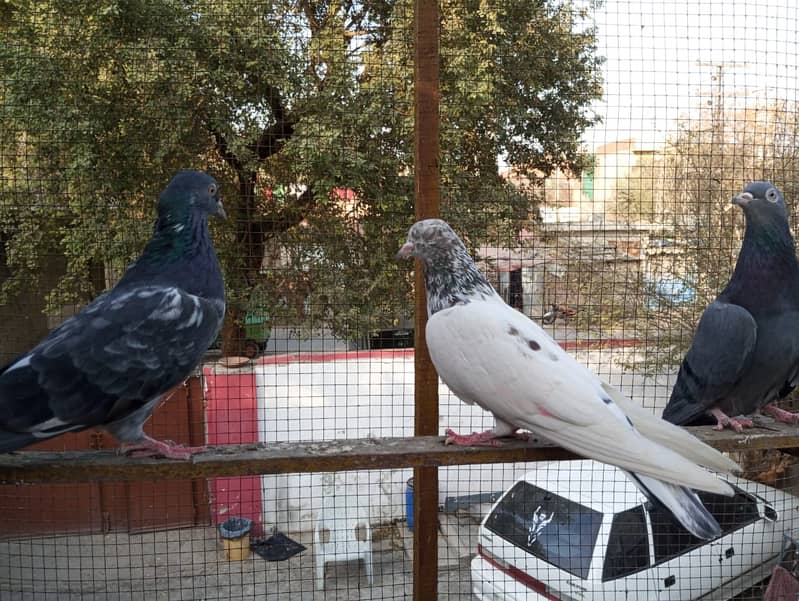 kabuter | kaboter | kabutar | kabotar | kabooter | kabootar | Pigeons 0