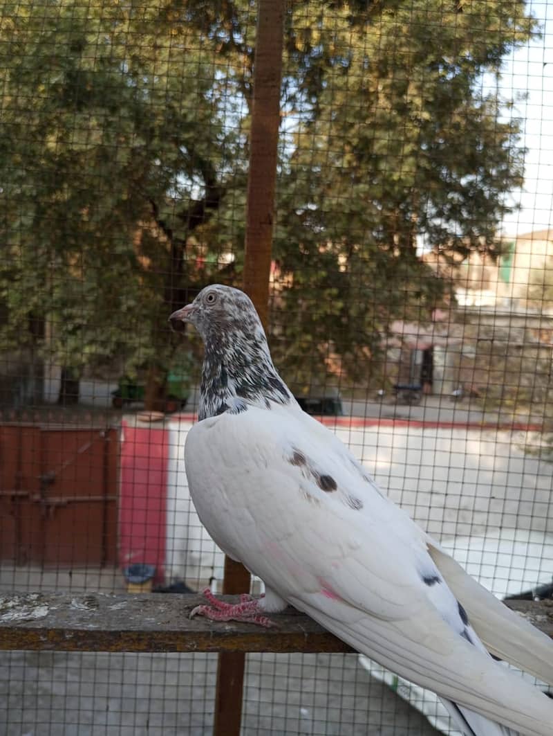 kabuter | kaboter | kabutar | kabotar | kabooter | kabootar | Pigeons 13