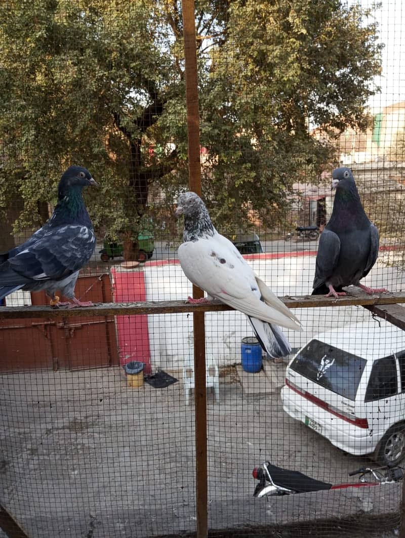 kabuter | kaboter | kabutar | kabotar | kabooter | kabootar | Pigeons 14