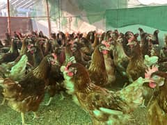 LOHMAN BROWN & BLACK FRESH EGG LAYING 7 MONTH