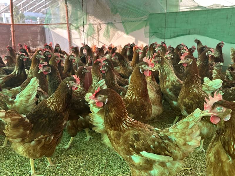 LOHMAN BROWN & BLACK FRESH EGG LAYING 7 MONTH 1