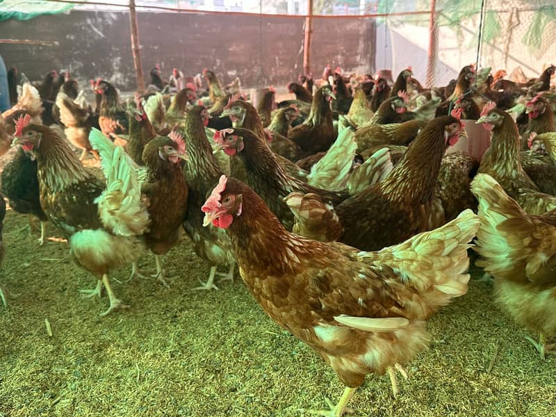 LOHMAN BROWN & BLACK FRESH EGG LAYING 7 MONTH 5