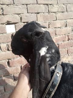 goat for sale in Lahore