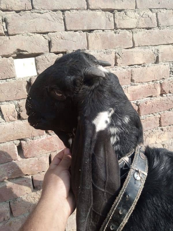 goat for sale in Lahore 0