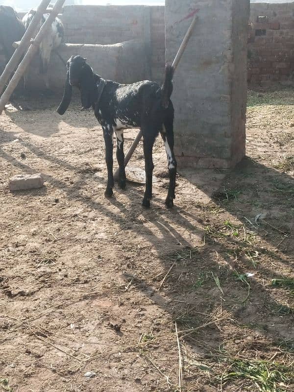 goat for sale in Lahore 1