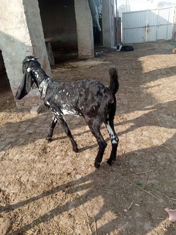 goat for sale in Lahore 2